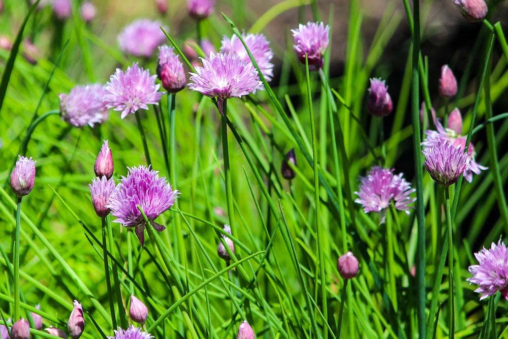 Chives plant