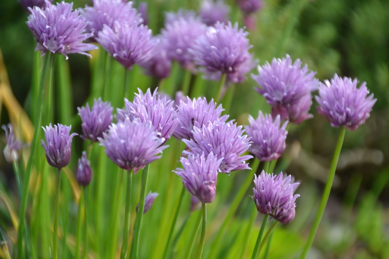 Chives