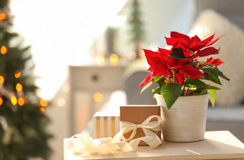 Christmas flower poinsettia with gift boxes 