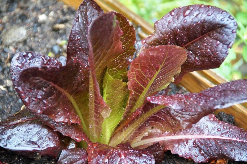 Cimarron Lettuce