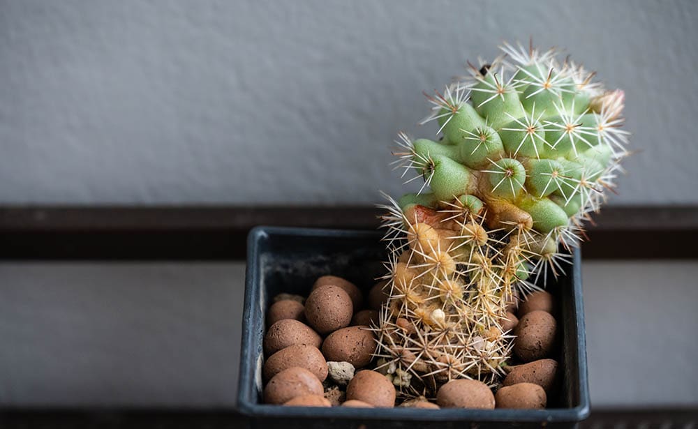 Close up of Mammillaria schumannii cactus rotting