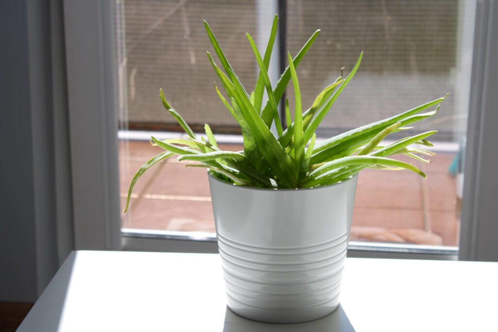 Closeup-of-aloe-vera-growing-in-a-pot-near-a-closed-window_Agnieszka-Rybkiewicz_Shutterstock