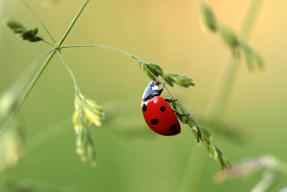 Closeup photo of ladybug on leaf