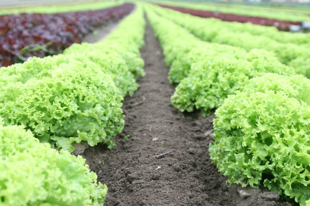 Coastline Summer Crisp Lettuce