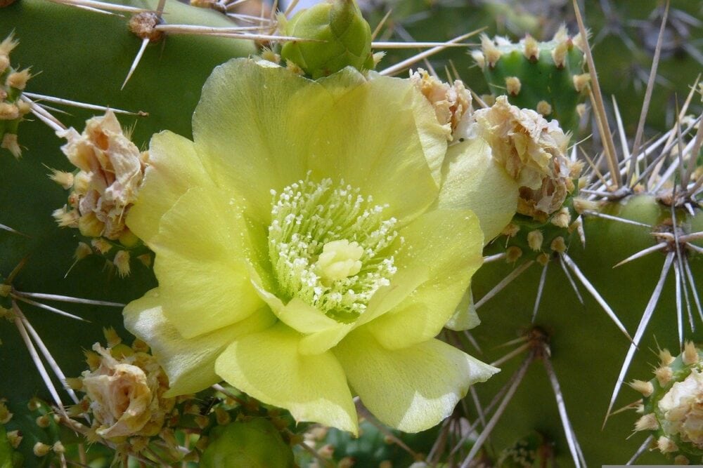 Cockspur Prickly Pear