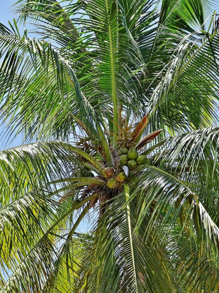 chandrakalpa coconut Cocos nucifera, Cocos nucifera_Flickr_CC2.0