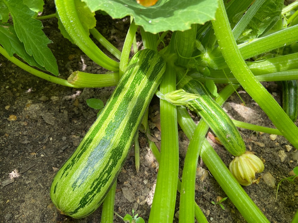 Cocozelle zucchini