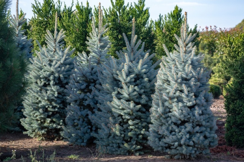 Colorado blue spruce