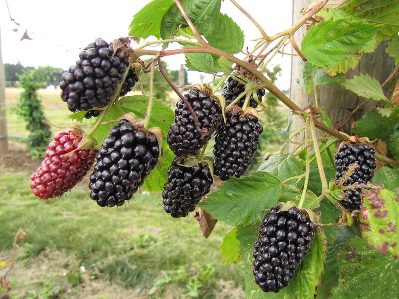 Columbia Star blackberry