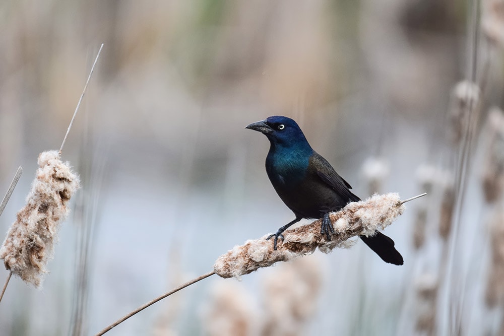 Common Grackle