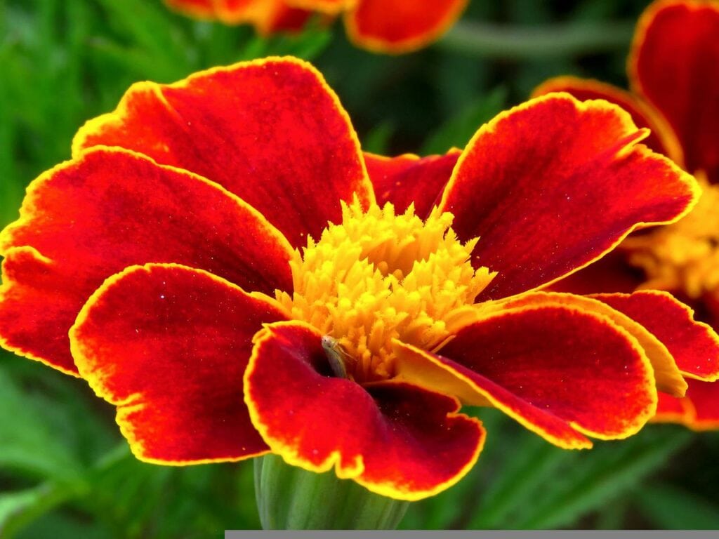 Cottage Red Marigold
