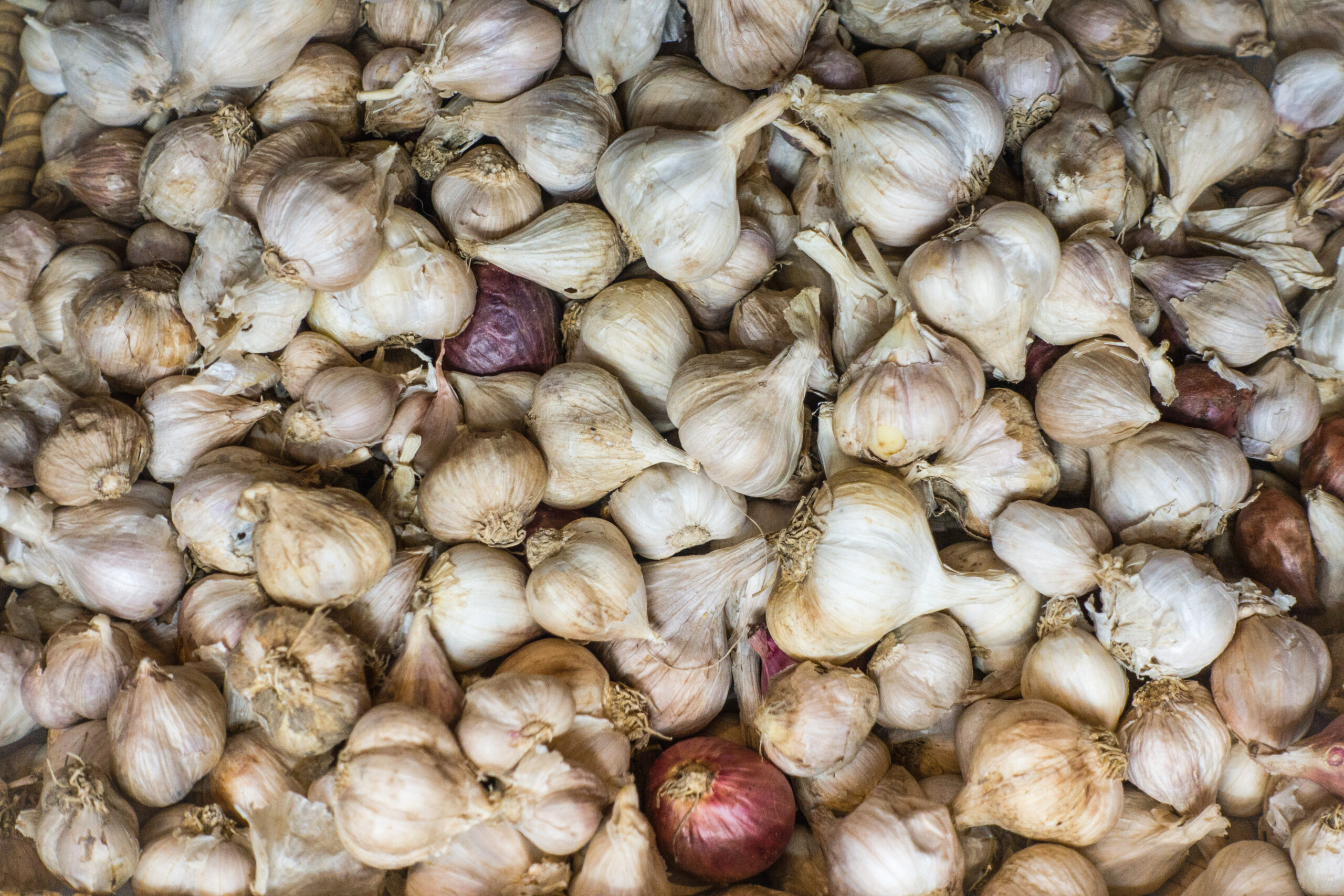 Creole Red garlic