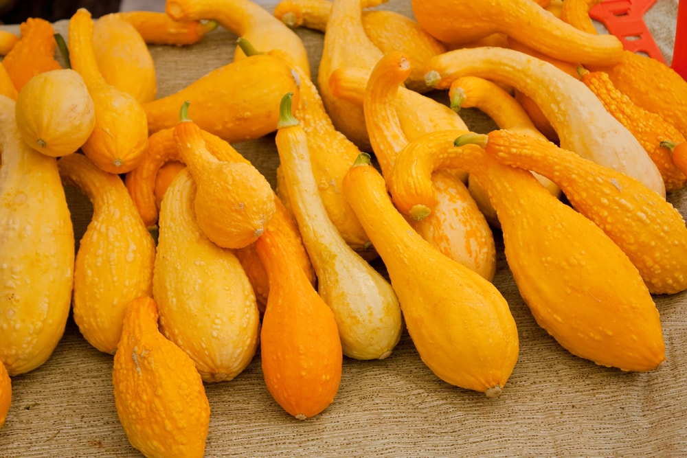 Crookneck Squash Zucchini