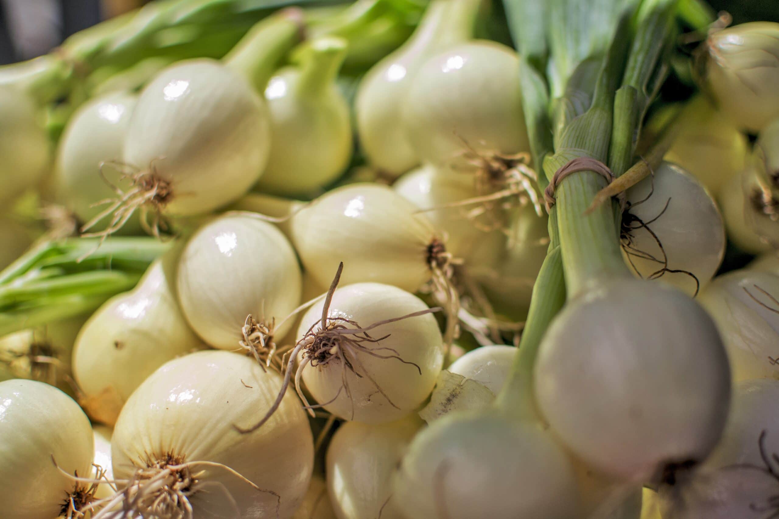 Crystal White Wax Onion