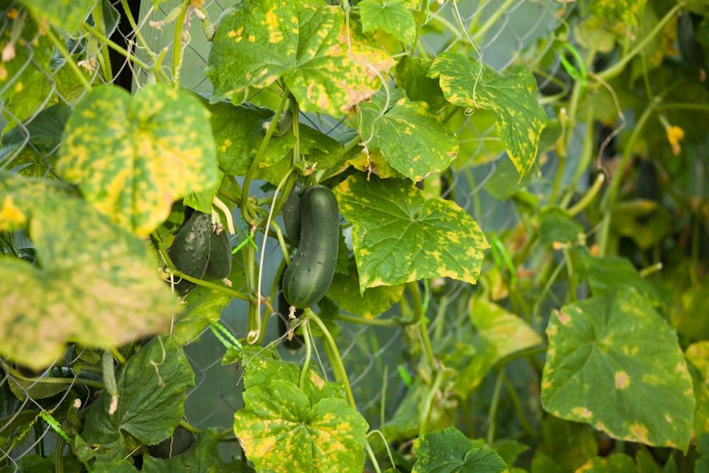 Cucumber