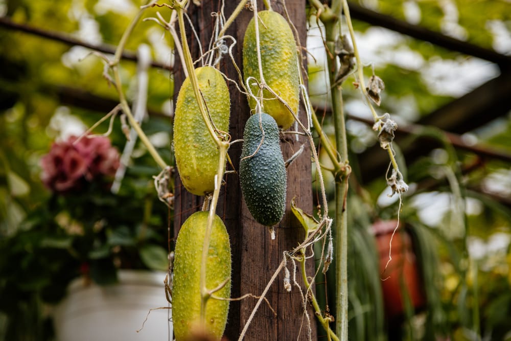 Cucumber turning yellow