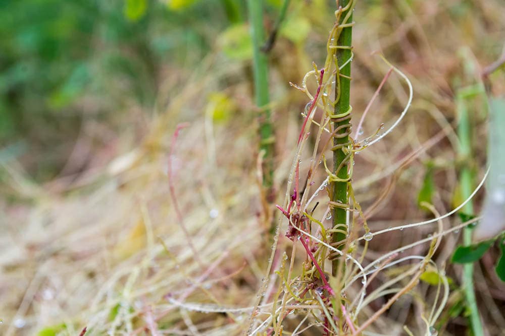 Cuscuta Campestris