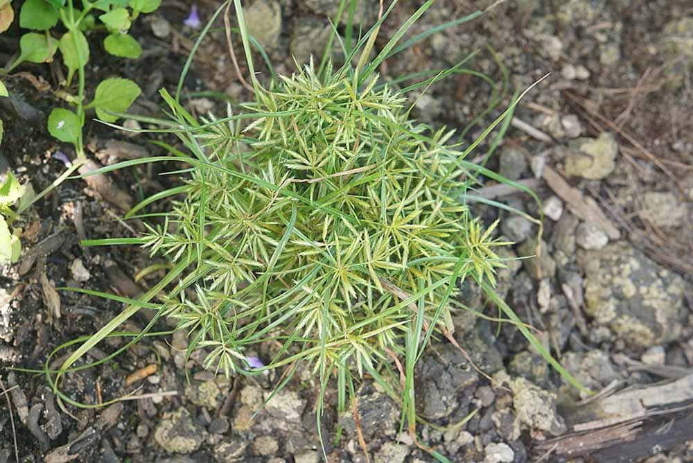 Cyperus esculentus