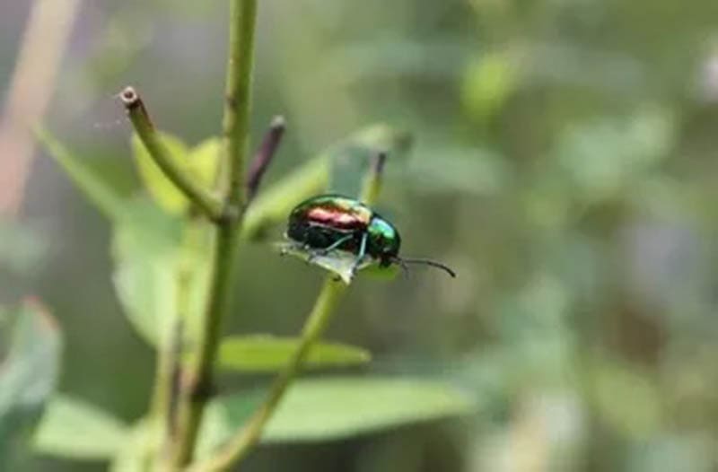 DIY Japanese Beetle Lure