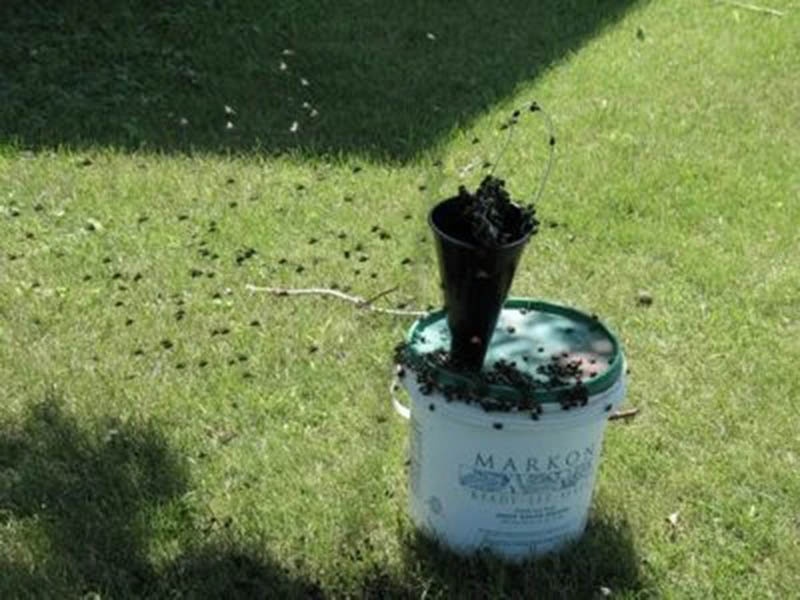DIY Japanese Beetle Lure
