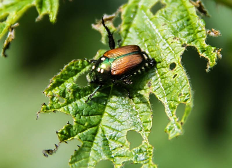 DIY Japanese Beetle Lure