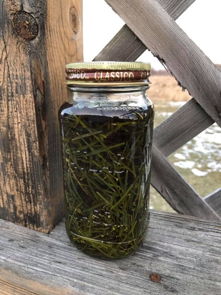 DIY Pine Body Oil- forest bathing central