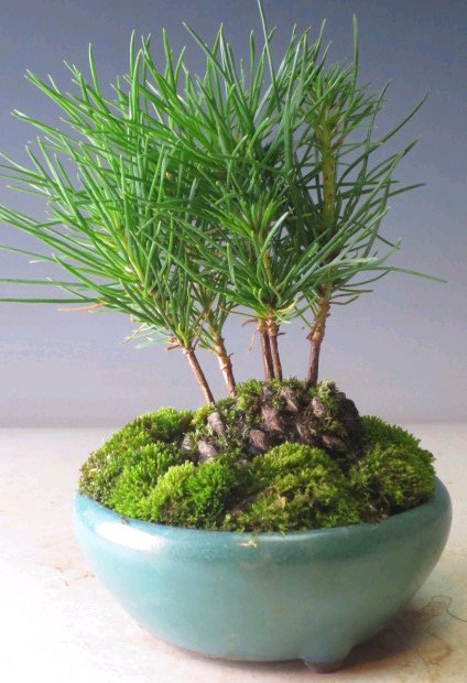 DIY Pine Cone Bonsai- dish functional designs