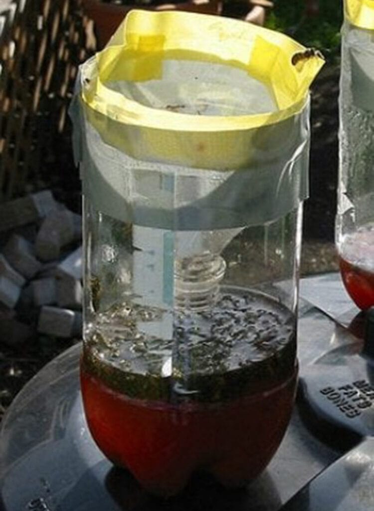 DIY Wasp Trap