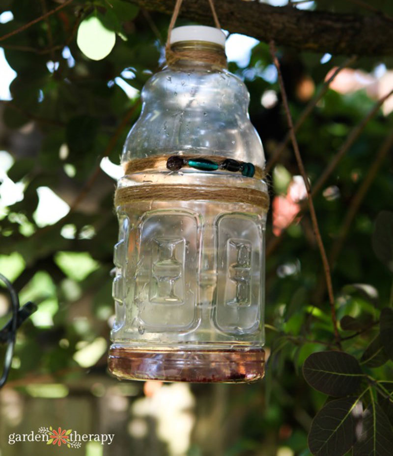 DIY Wasp Trap