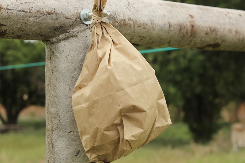 DIY Wasp Trap