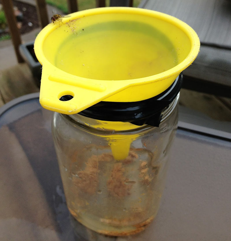 DIY Wasp Trap