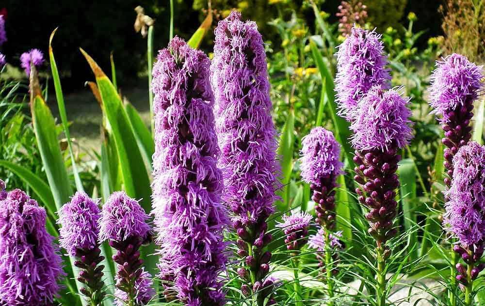 Dense blazing star