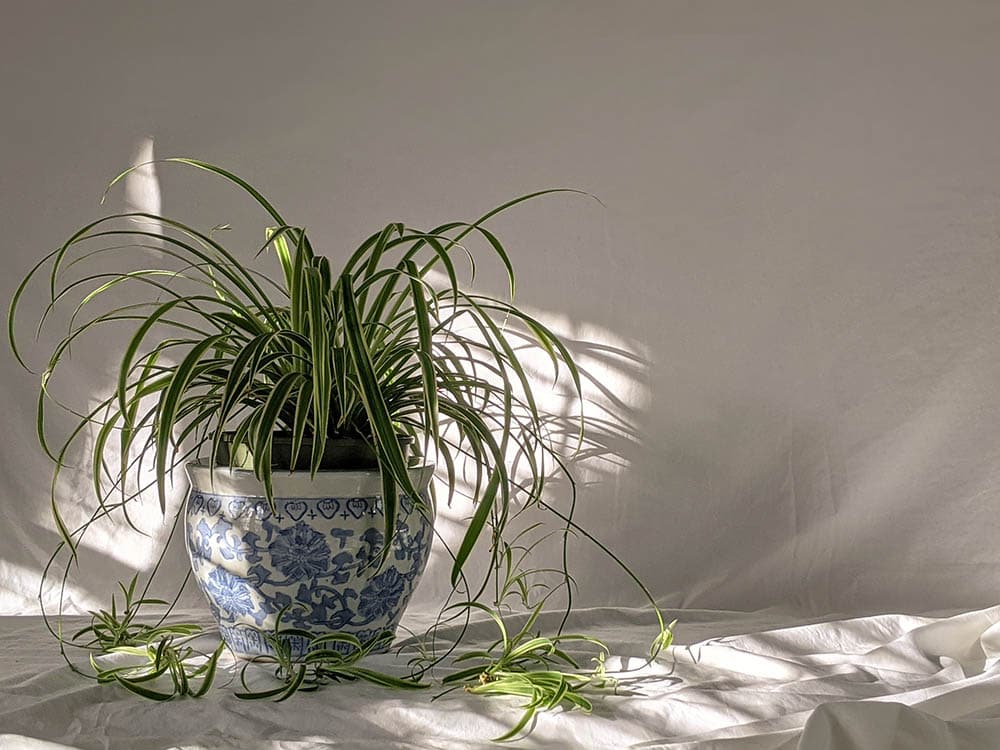 Dying Spider Plant