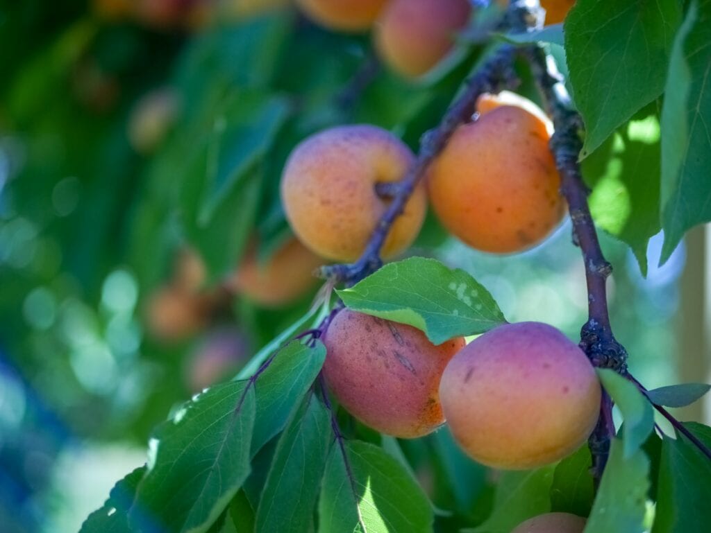Early Blush apricot