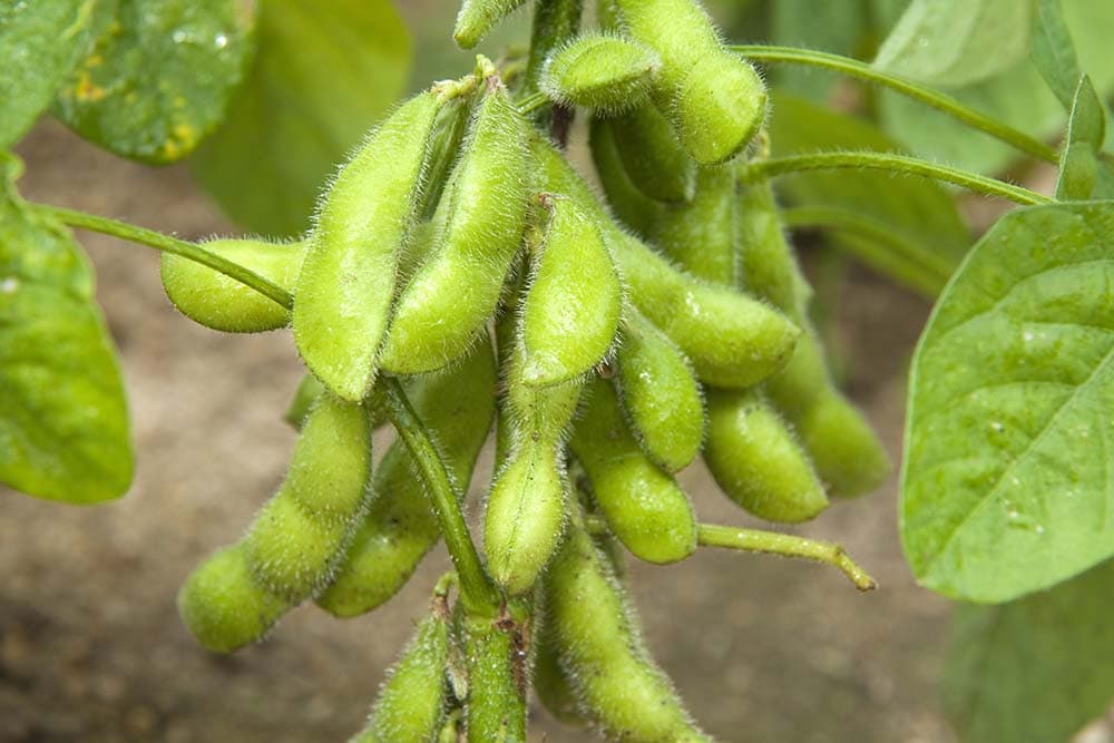 Edamame soy bean