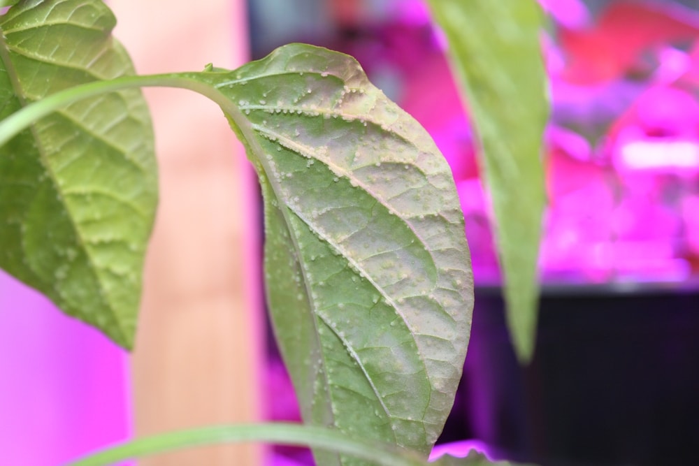 Edema on plants