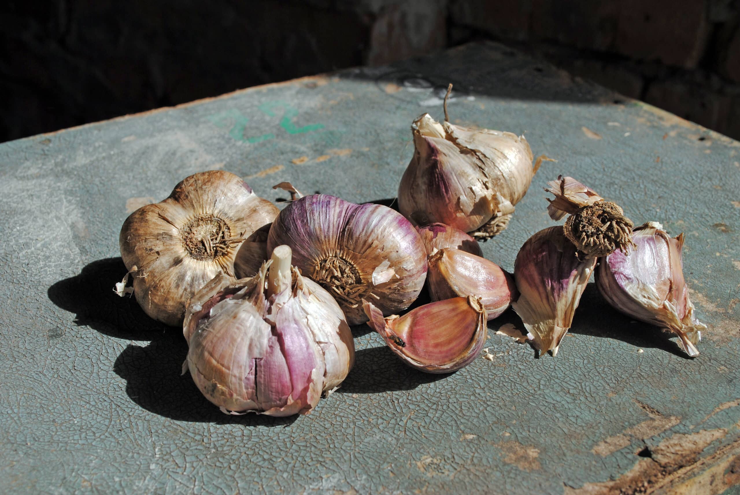Elephant garlic