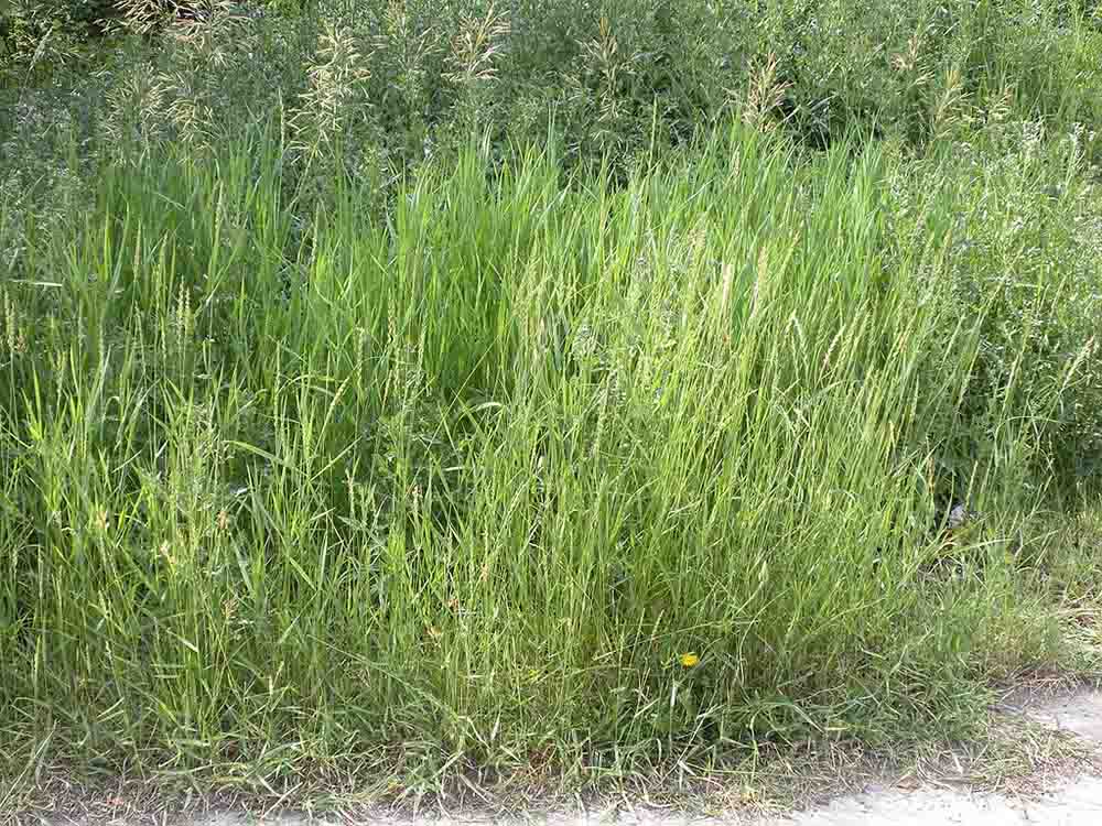 Elymus repens