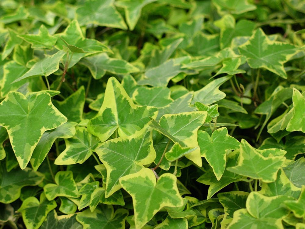 English Ivy