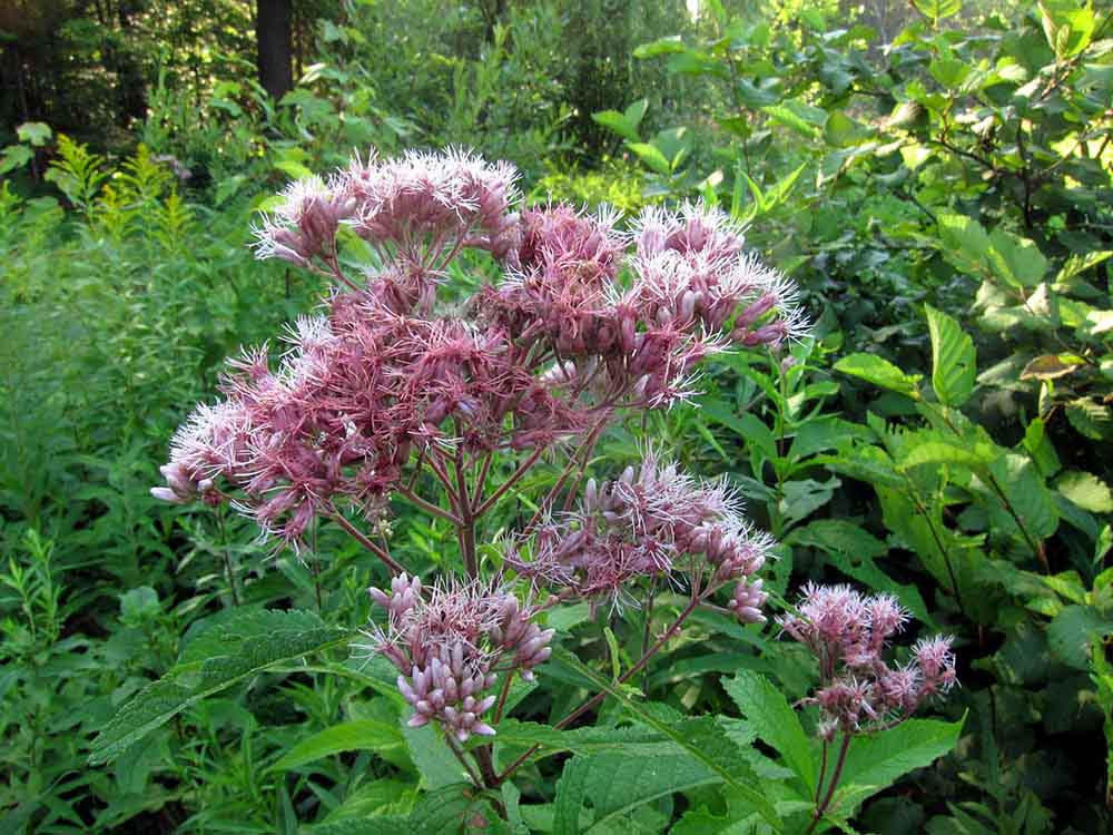 Eutrochium purpureum (6014019908)