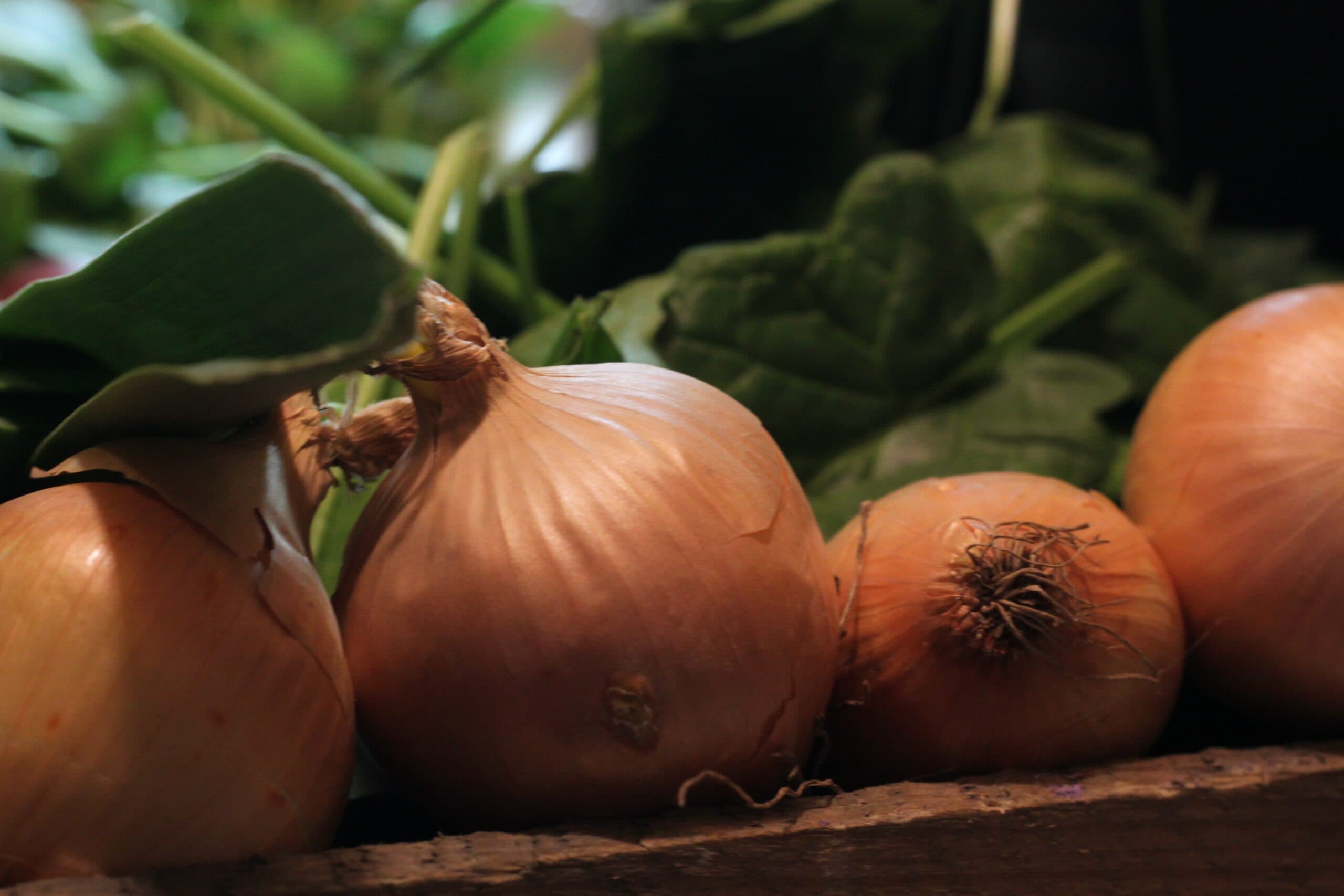 Evergreen Long White Onion