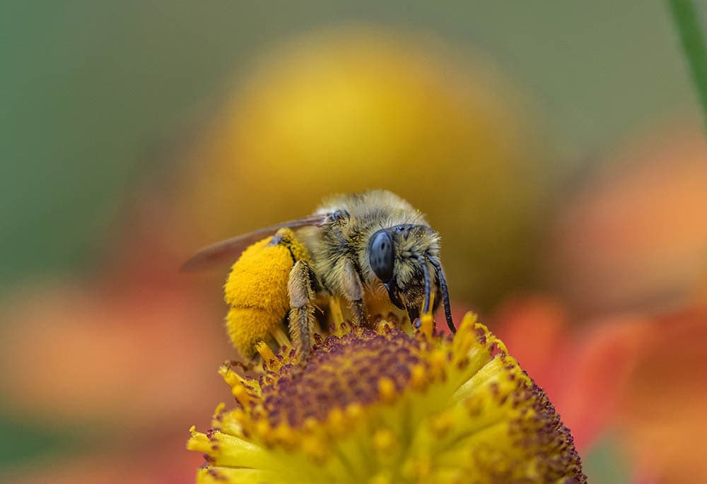 Female long horned bee