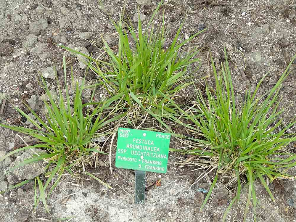Festuca arundinacea