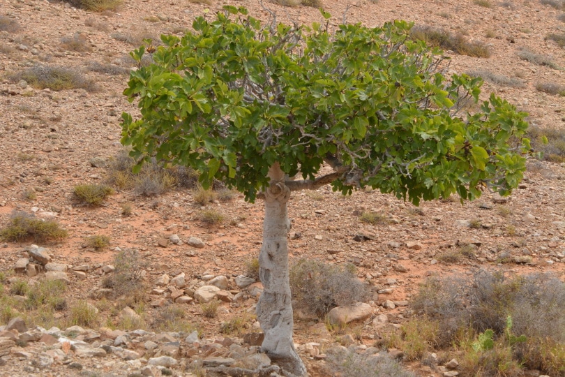 Fig tree