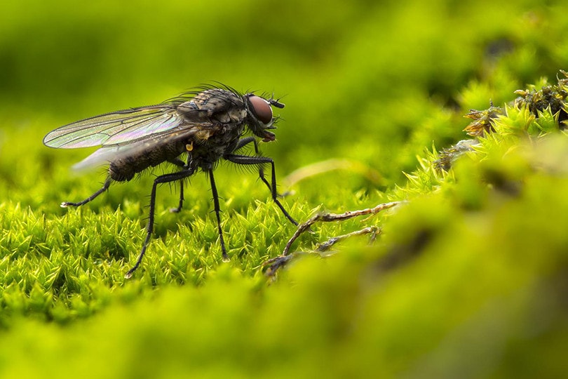 Fly Insect