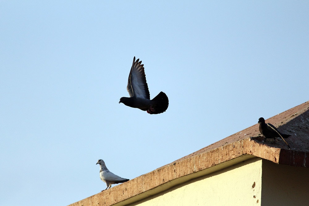 Flying,Bird