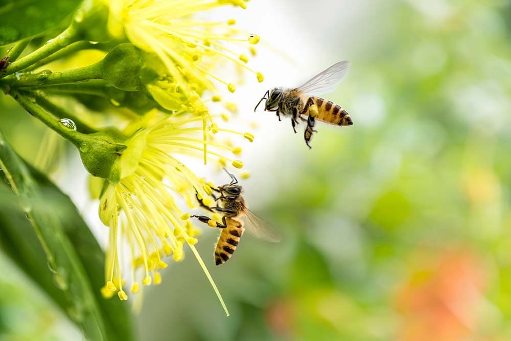 Flying honey bee collecting pollen at yellow flower.Bee flying over the yellow flower