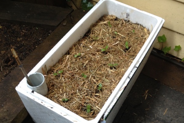 Foam box planter