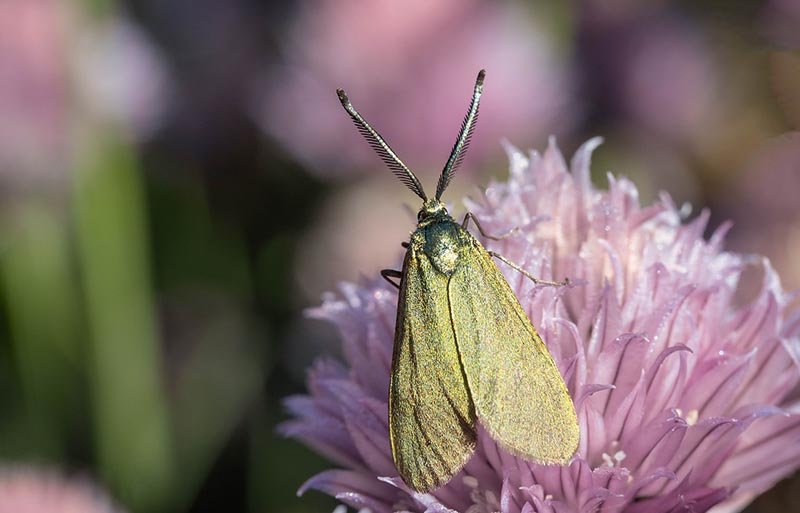 Forester Moths