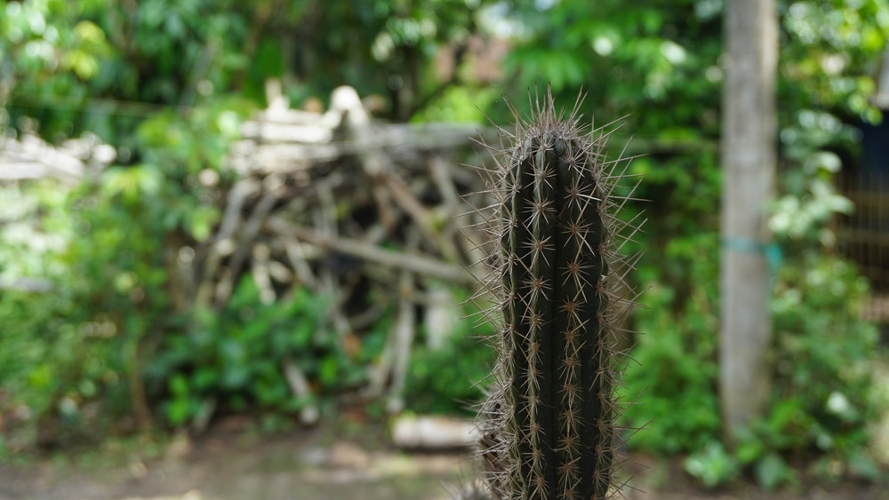 Fragrant Prickly Apple